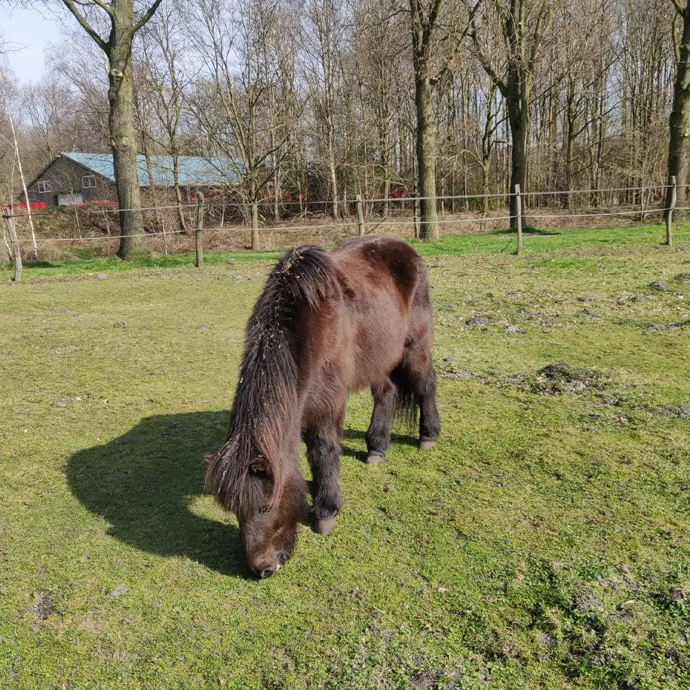 Gausky de IJslandse pony