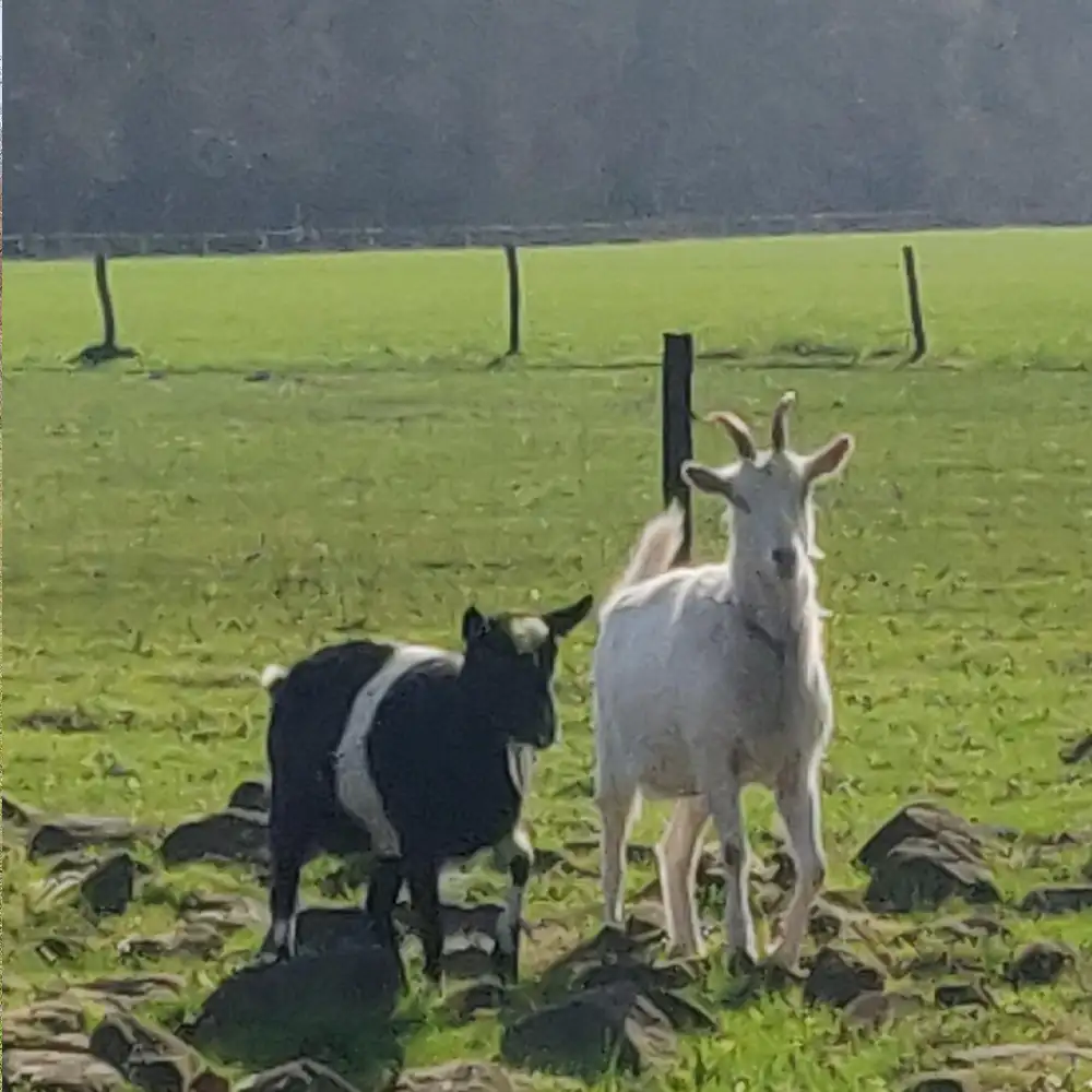 Heidi en Saar de geiten