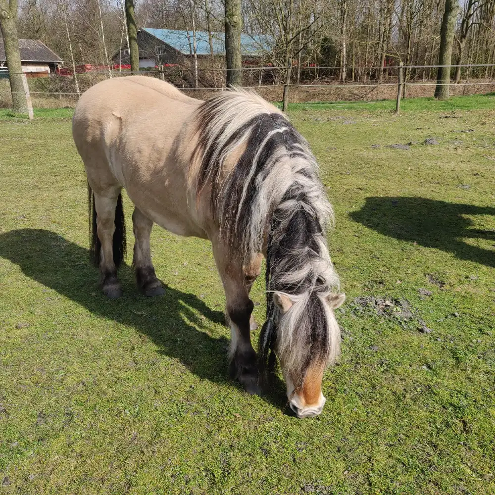 Loesje de Fjord (pony)