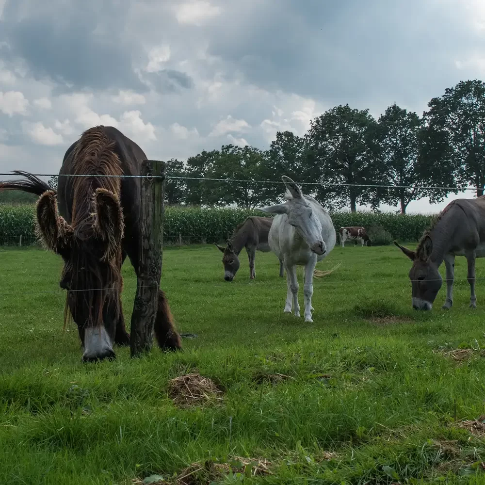 Dieren helpen ons met overwinnen